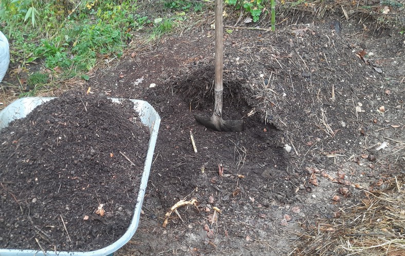 26 mois de maturation après le dernier apport frais... le compost est mûr et prêt à l'emploi.