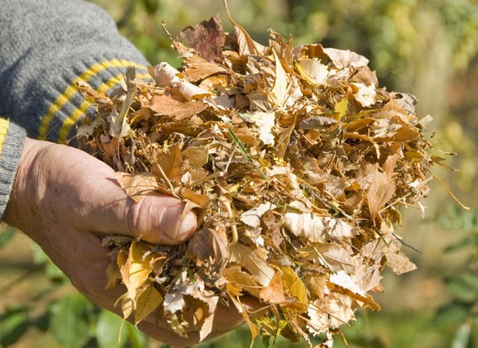 Feuilles mortes