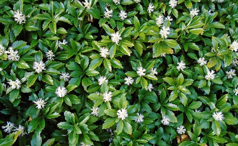 Pachysandra terminalis