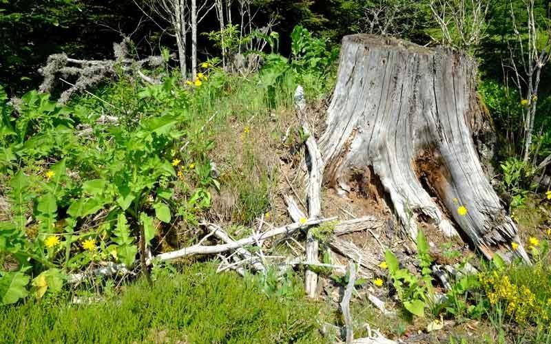 Un haut-lieu de biodiversité