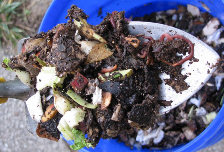 Travail de décomposition des vers de compost